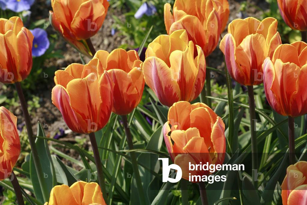 Triumph tulips “Prinses Irene””