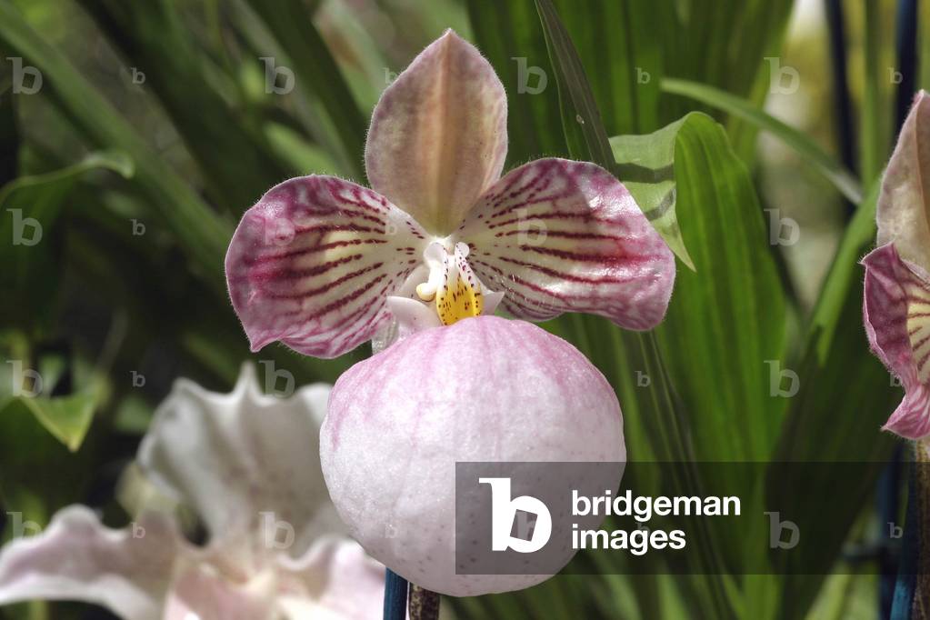 Paphiopedilum micranthum