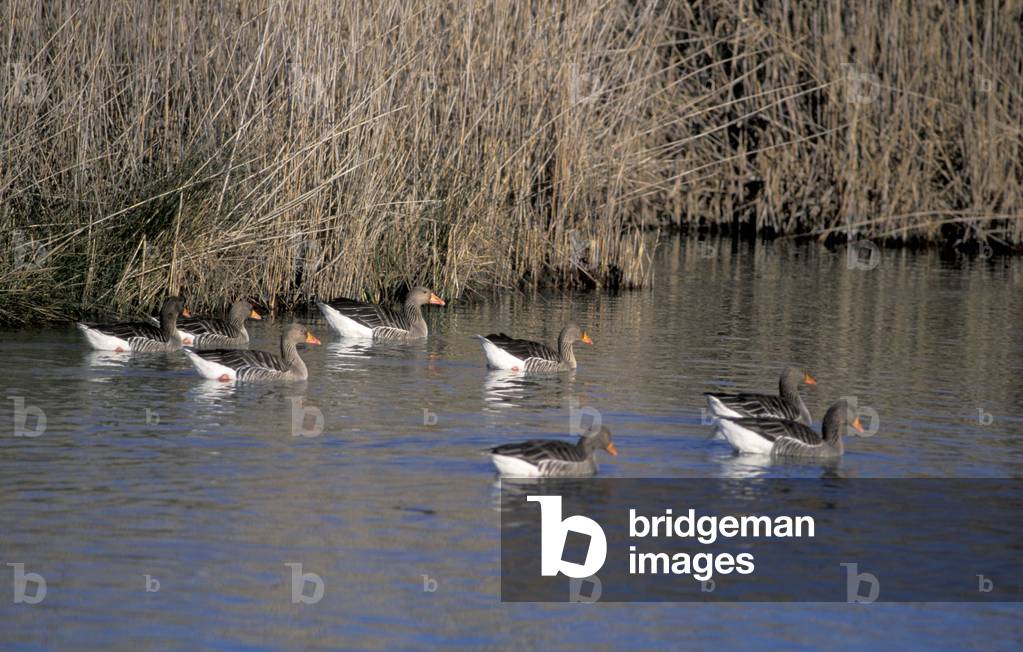 Birds, Natural reserve of the mouth of Stella river, Marano Lagunare, Friuli Venezia Giulia, Italy