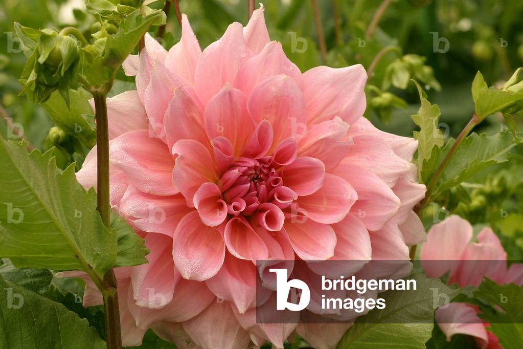 Dahlia “Otto's Thrill”