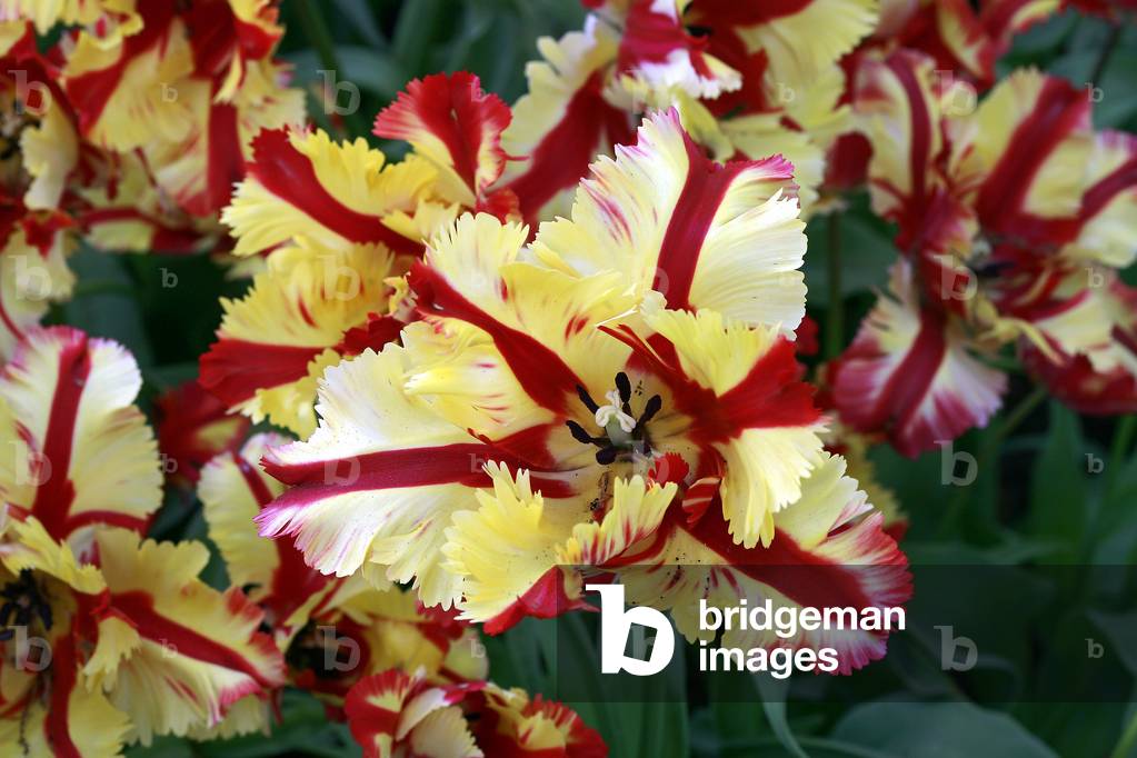 Tulipano parrot “Flaming Parrot”