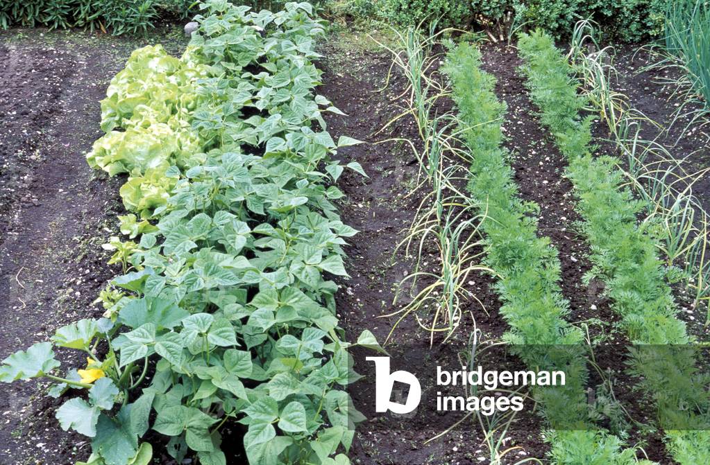 Small vegetable garden with beans, onions, and carrots