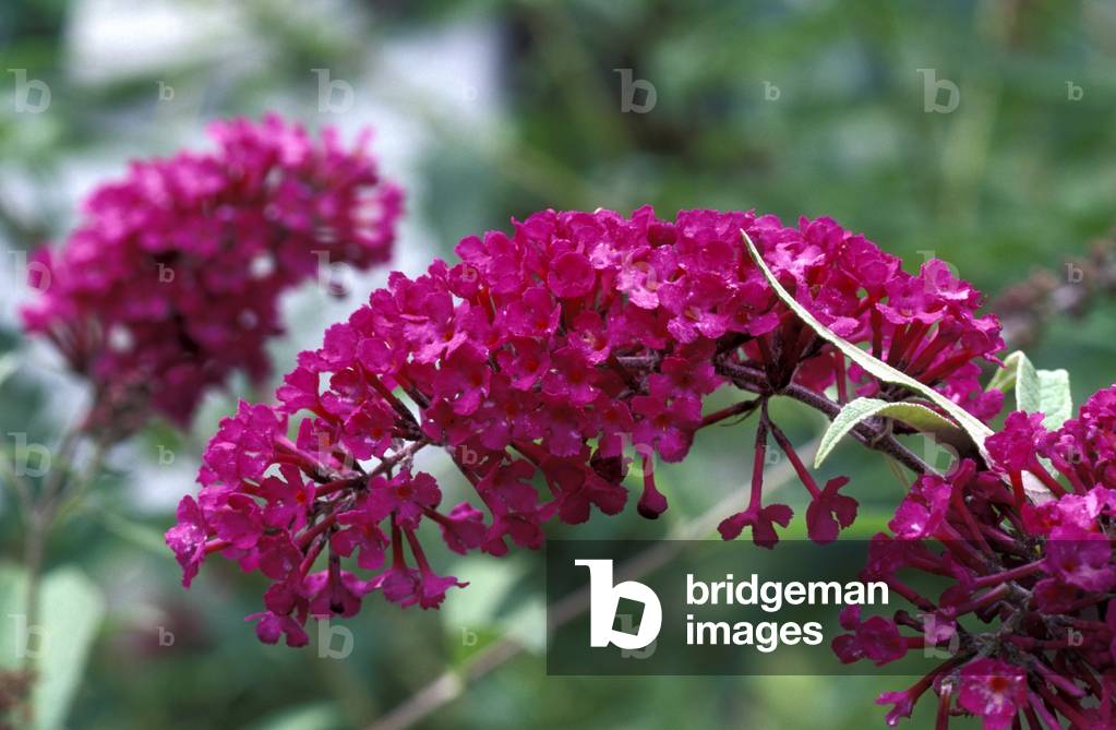 Buddleia davidii “” Royal Red”