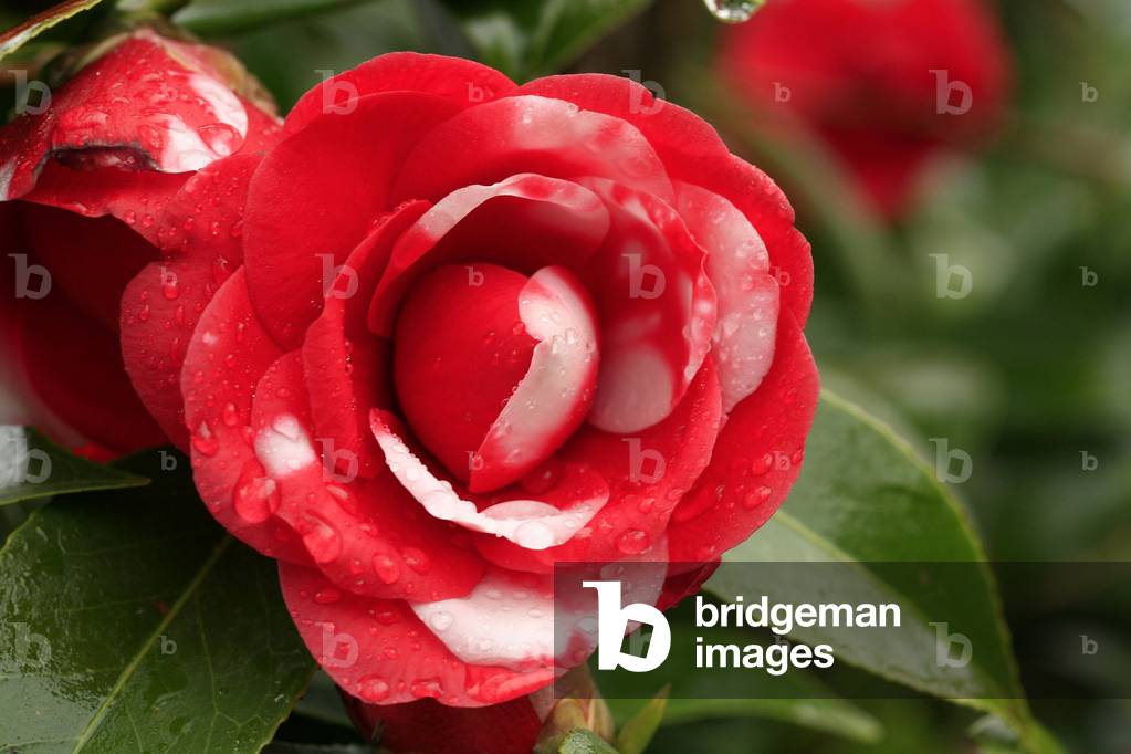 Camellia japonica “Coquettina””