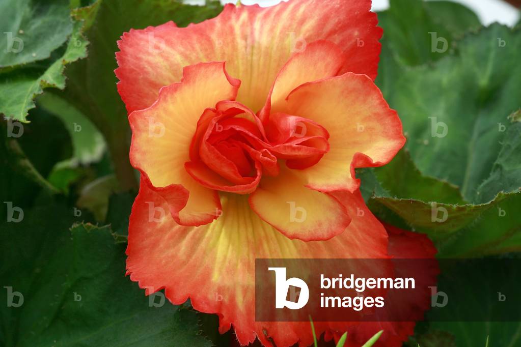 Begonia x tuberhybrida “Giant Picotee””