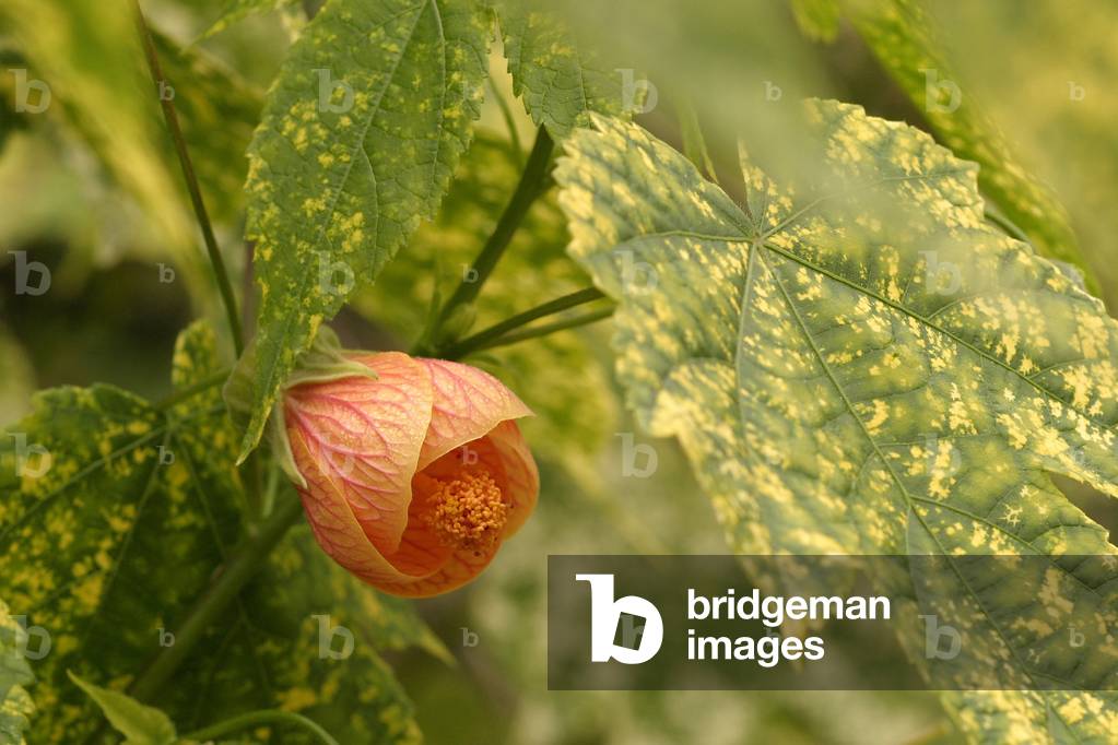 Abutilon pictum “Thompsonii””