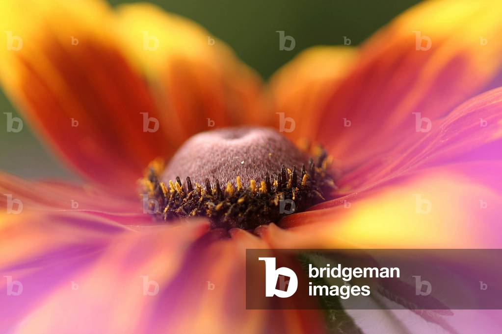 Rudbeckia Hirta