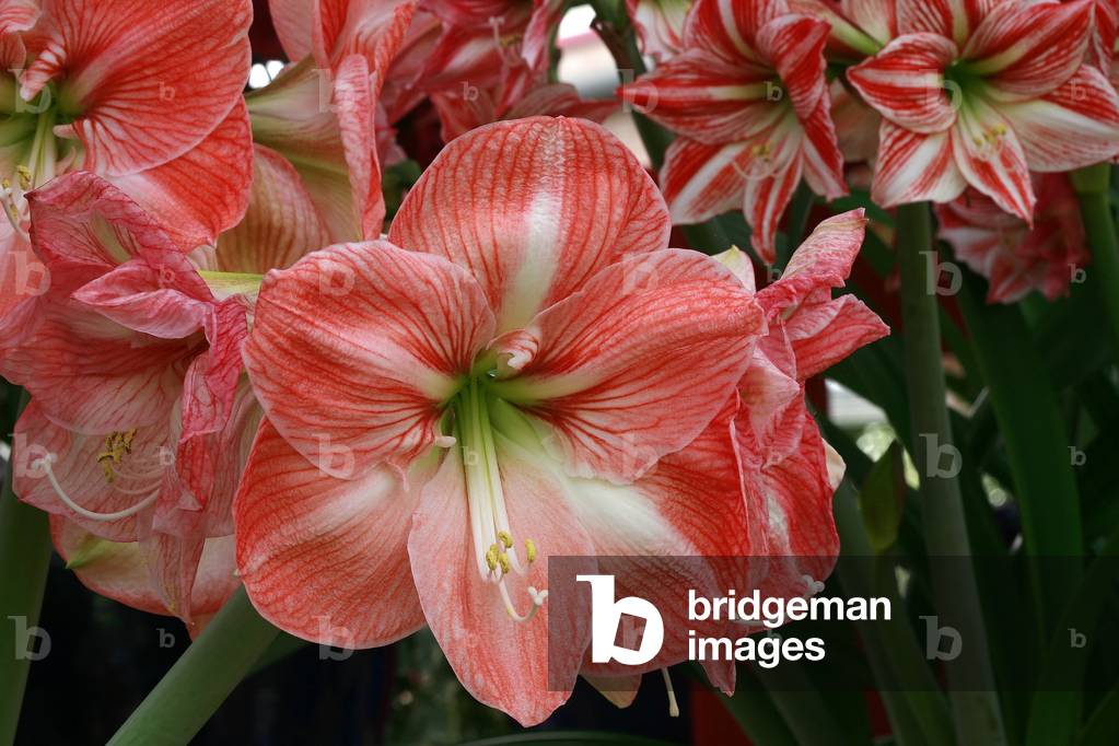 Hippeastrum Faro