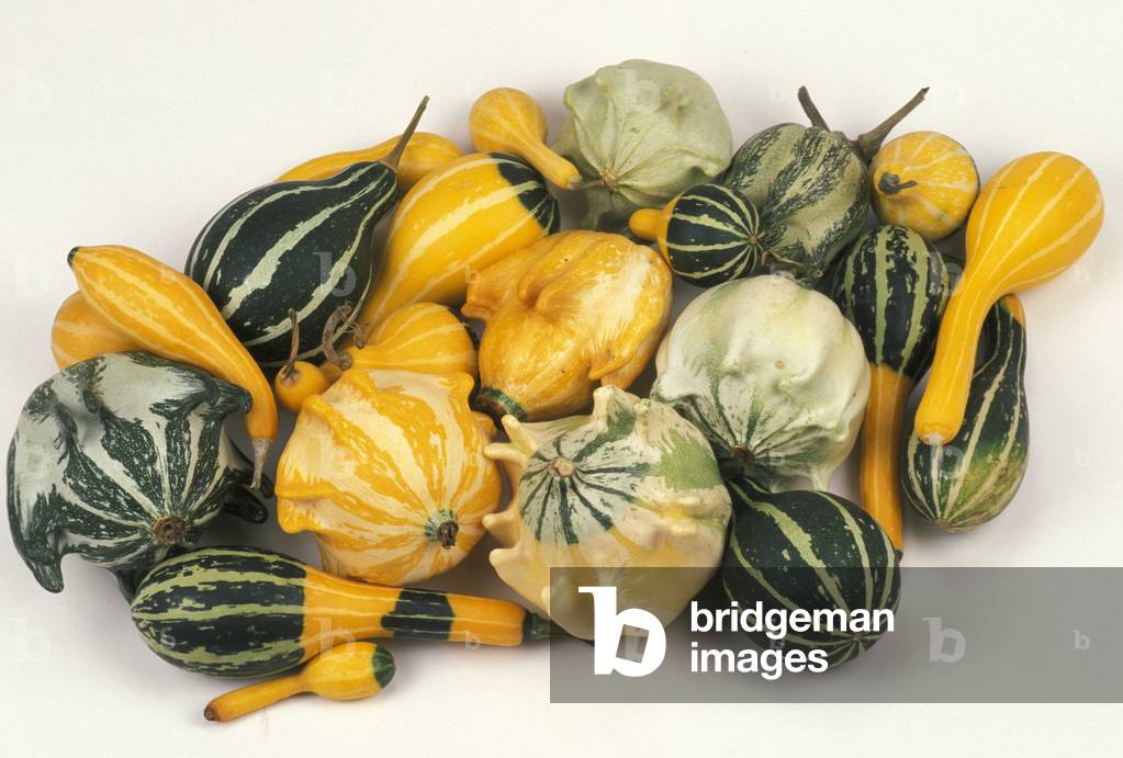 Image of Photography depicting Courgettes