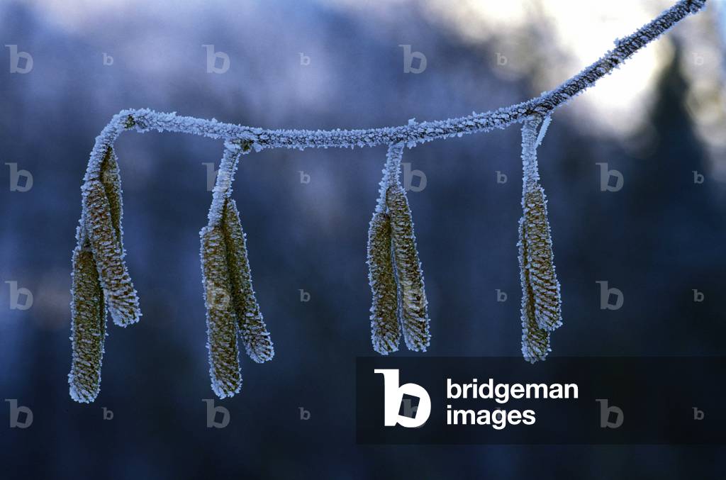 Frost on hazel amentum, Italy
