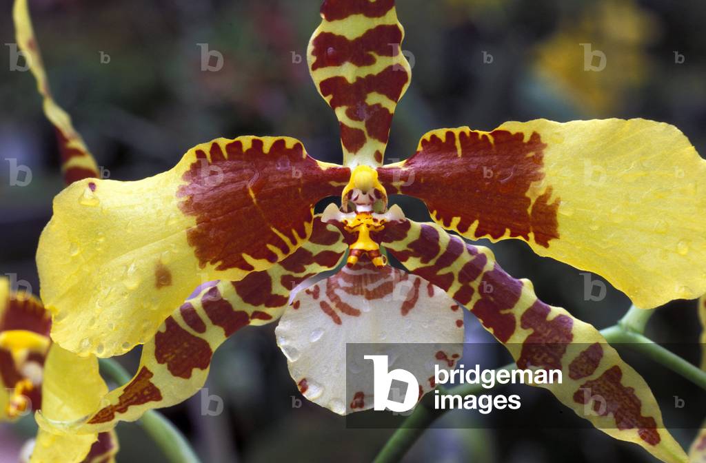 Odontoglossum “” Rondon Jester”