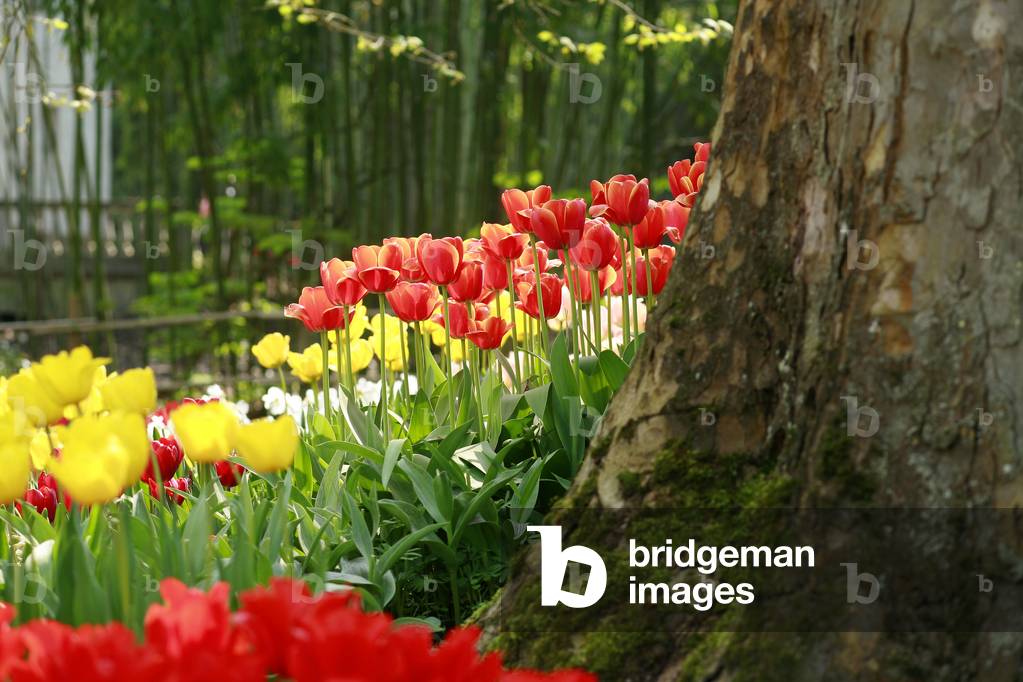 Tulips