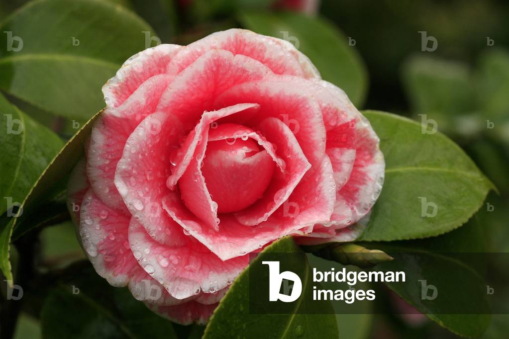 Camellia japonica “Tom Thumb””