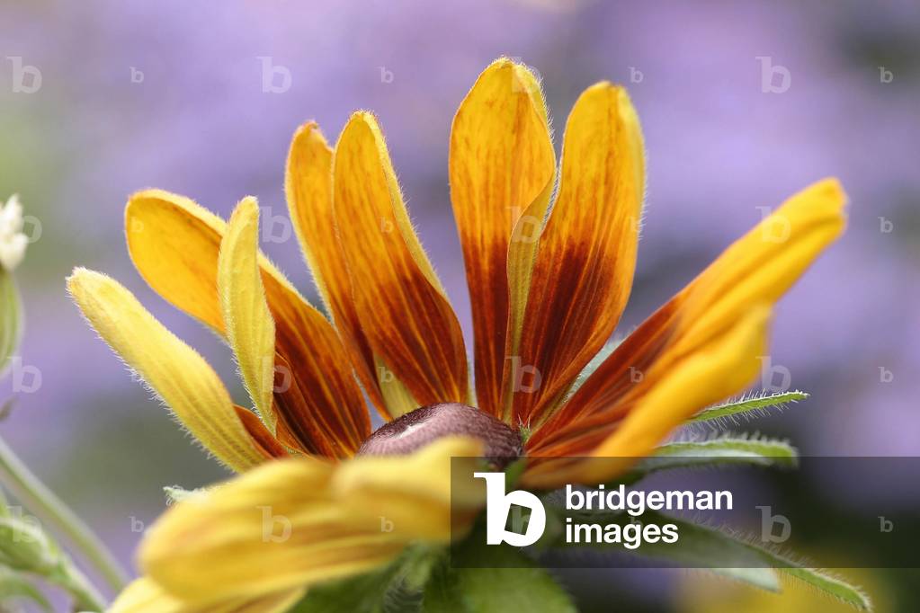Rudbeckia Hirta