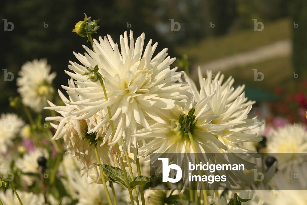 Dahlia “” Silbersee”