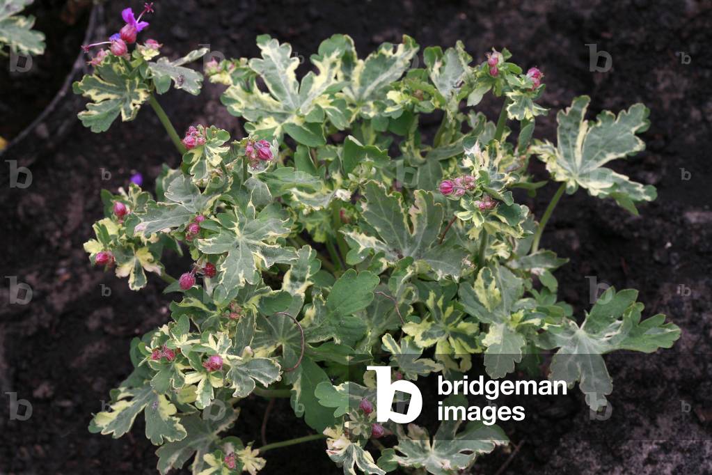 Geranium macrorrhizum Variegatum