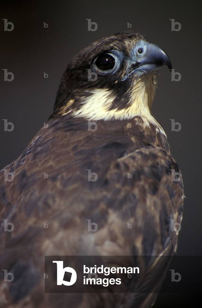 Eleonora's falcon, Italy