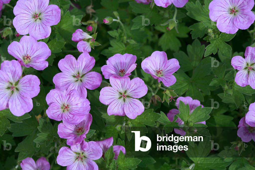 Geranium x riversleaianum Mavis Simpson
