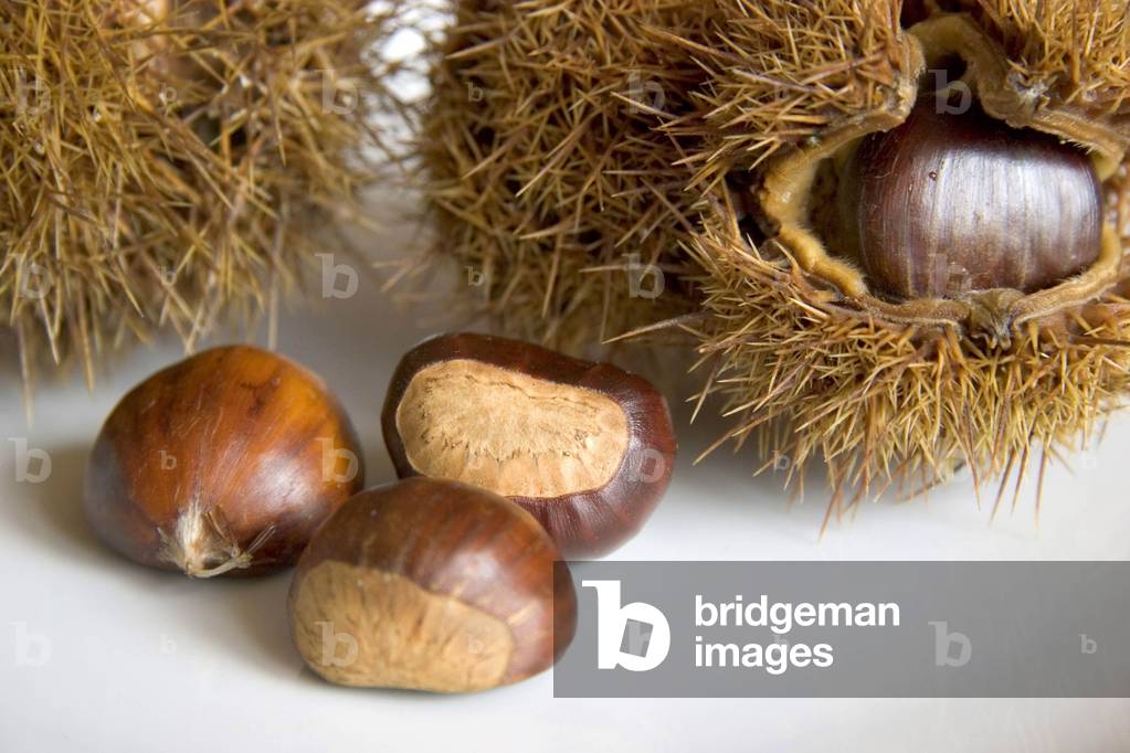 "Chestnut"