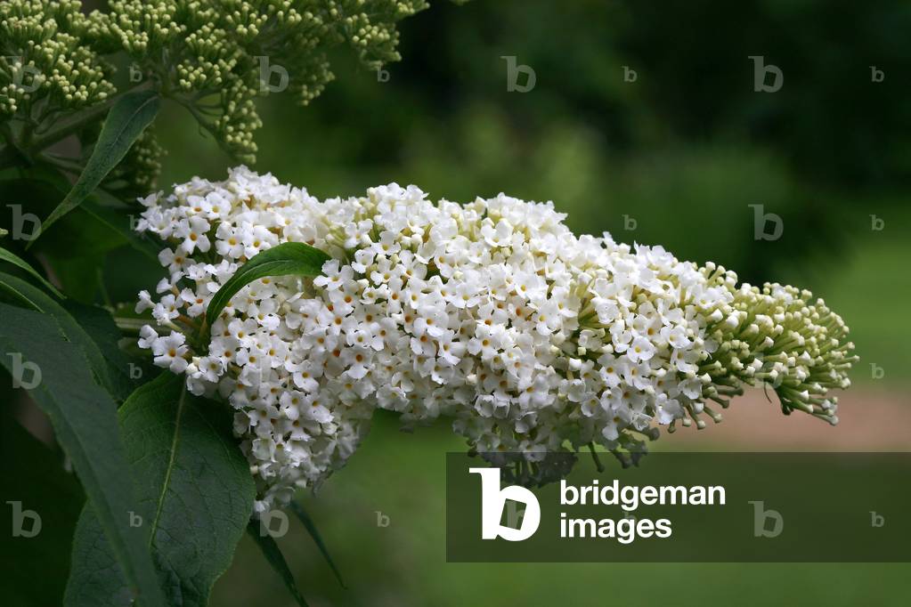 Buddleja davidii Peace