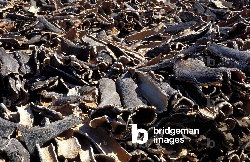 Corteccia di sughero, Sud Italia, Italia