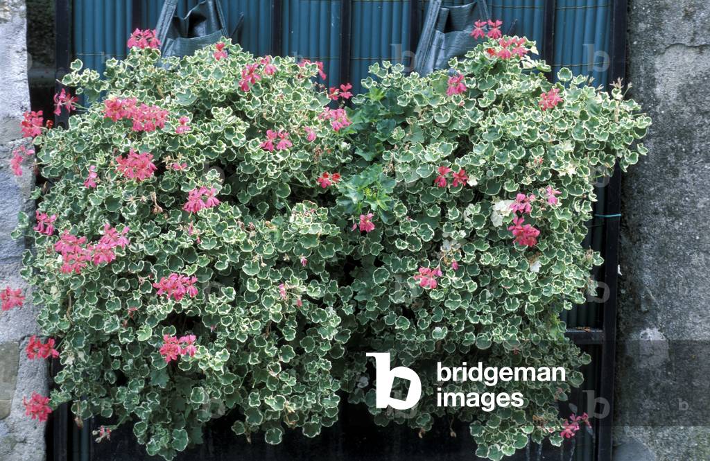 Image of Pelargonium a foglia variegata