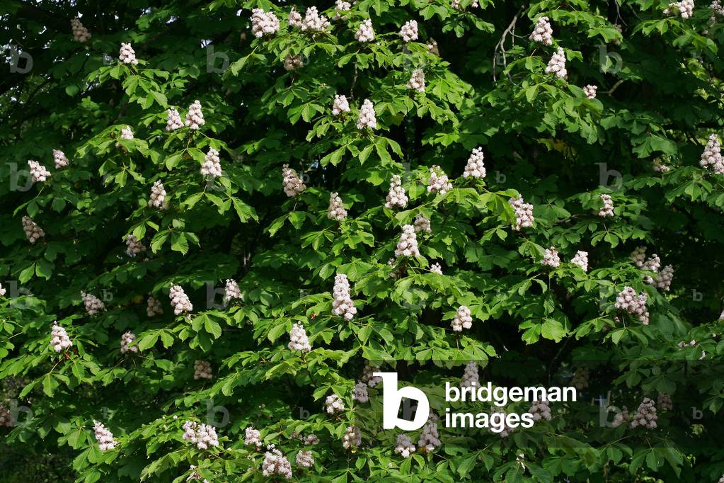 Aesculus hippocastanum “” Baumannii”