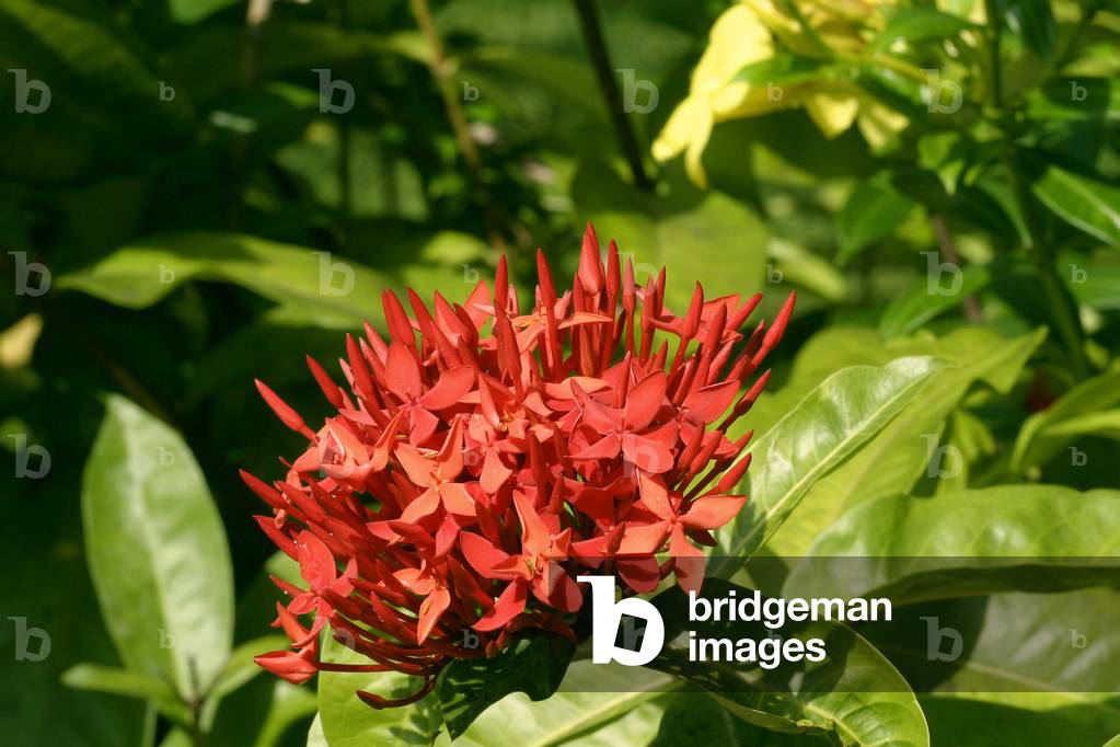 Ixora chinensis, Italy