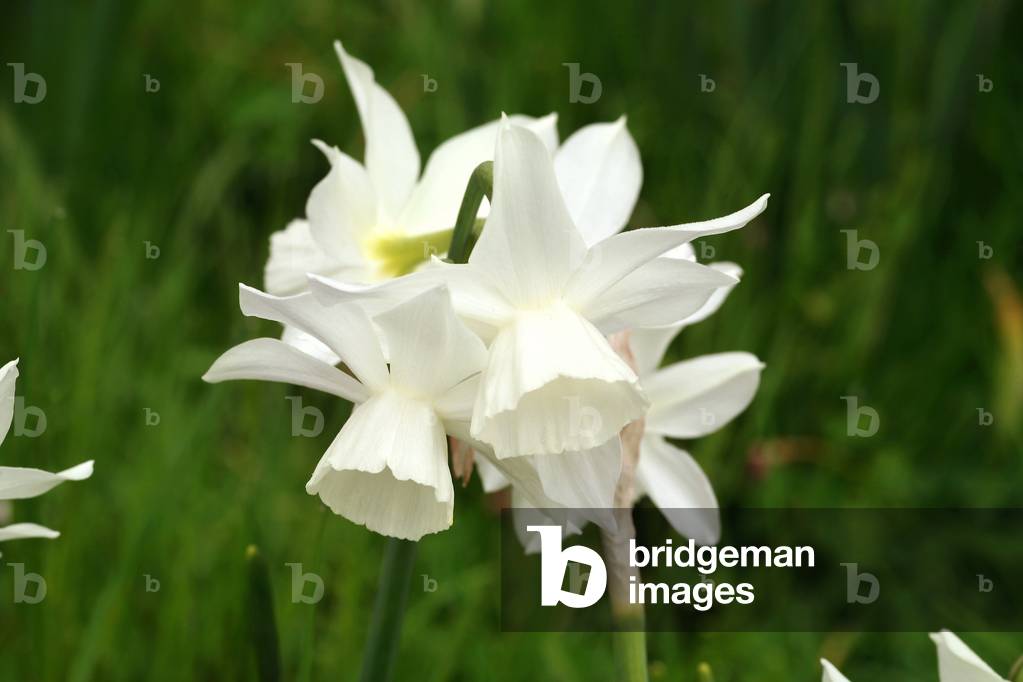 Narcissus “” Thalia”