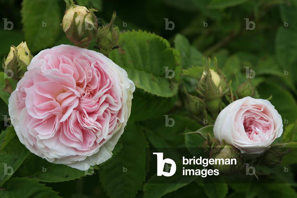 Rosa alba “” Felicitè Parmentier””