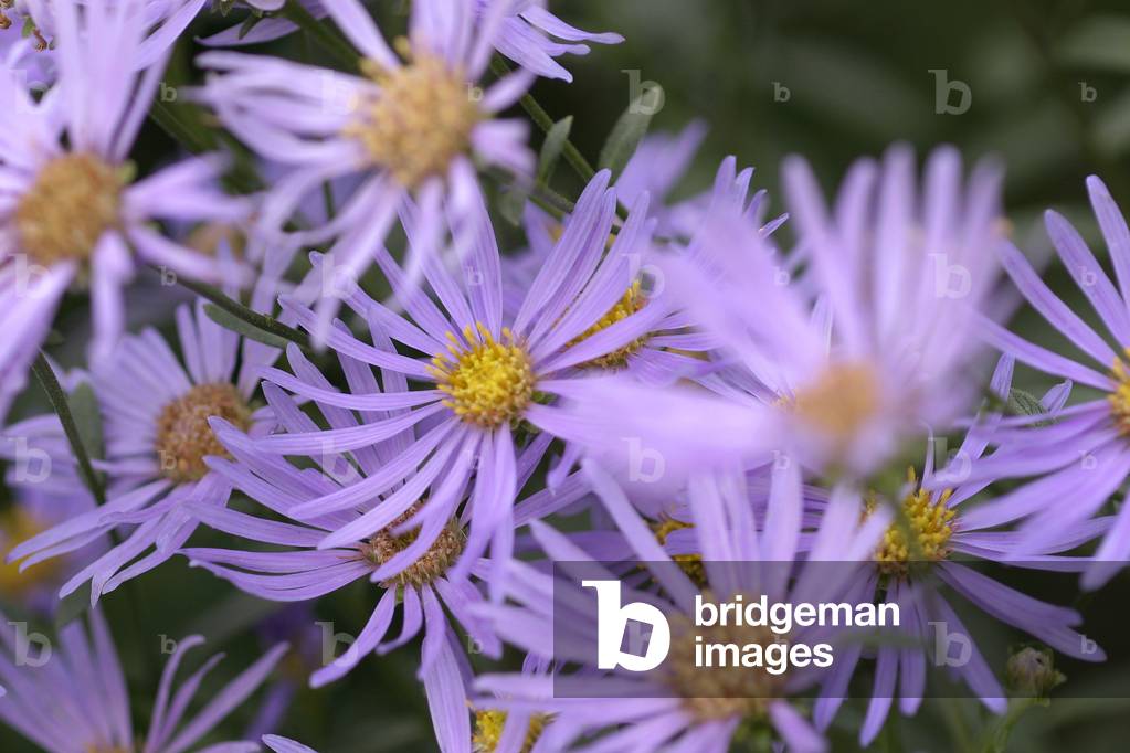 Aster amellus “” Silbersee”