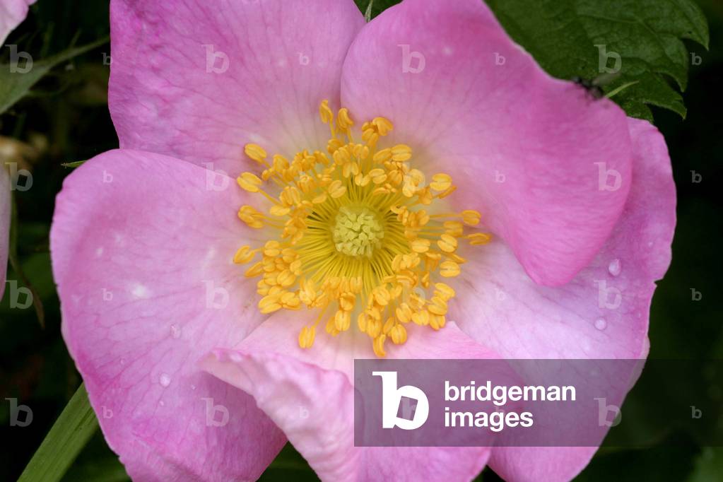 Rosa cinnamomea, Italy