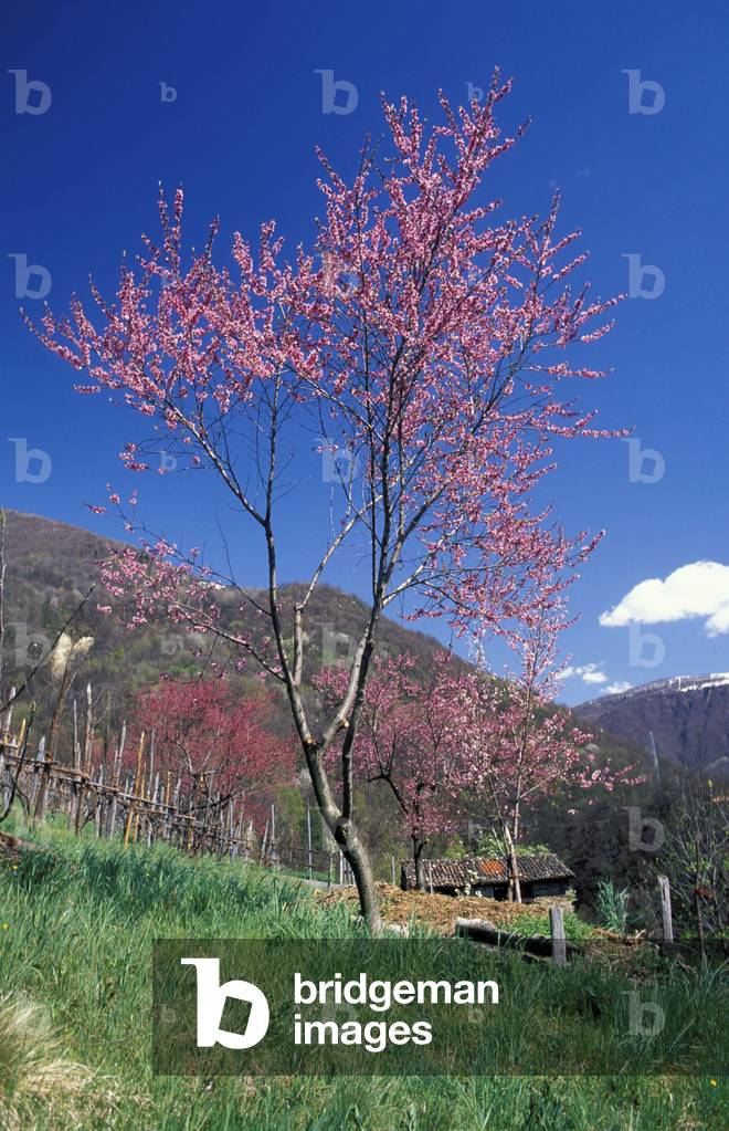 Prunus Persica, Peach tree, Italy