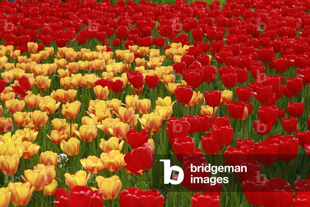 Darwin tulips