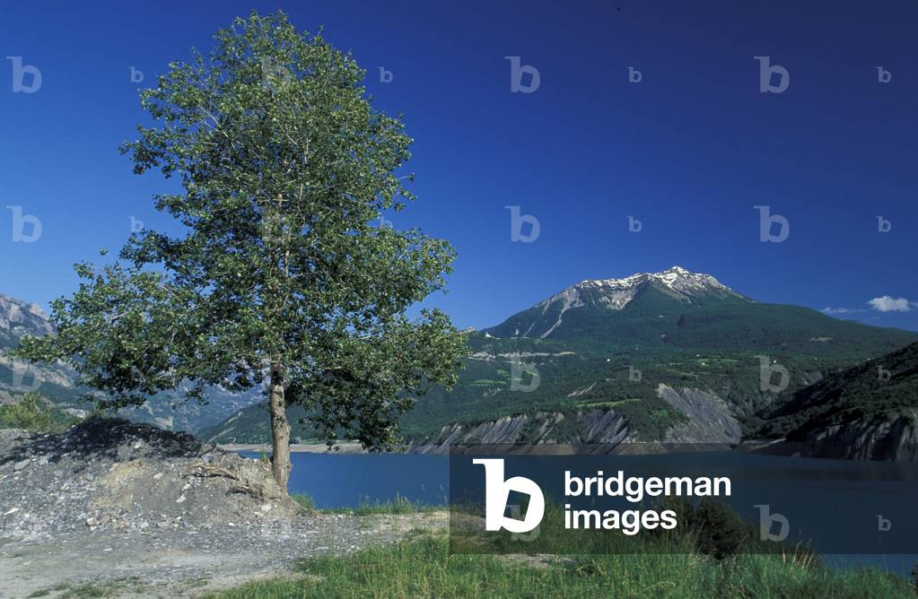 Populus Canescens, Poplar, North Italy, Italy