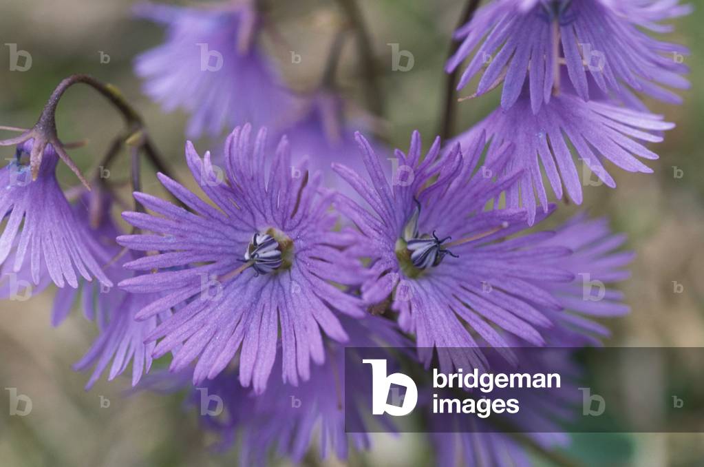 Soldanella Alpina, Alpi, Italy