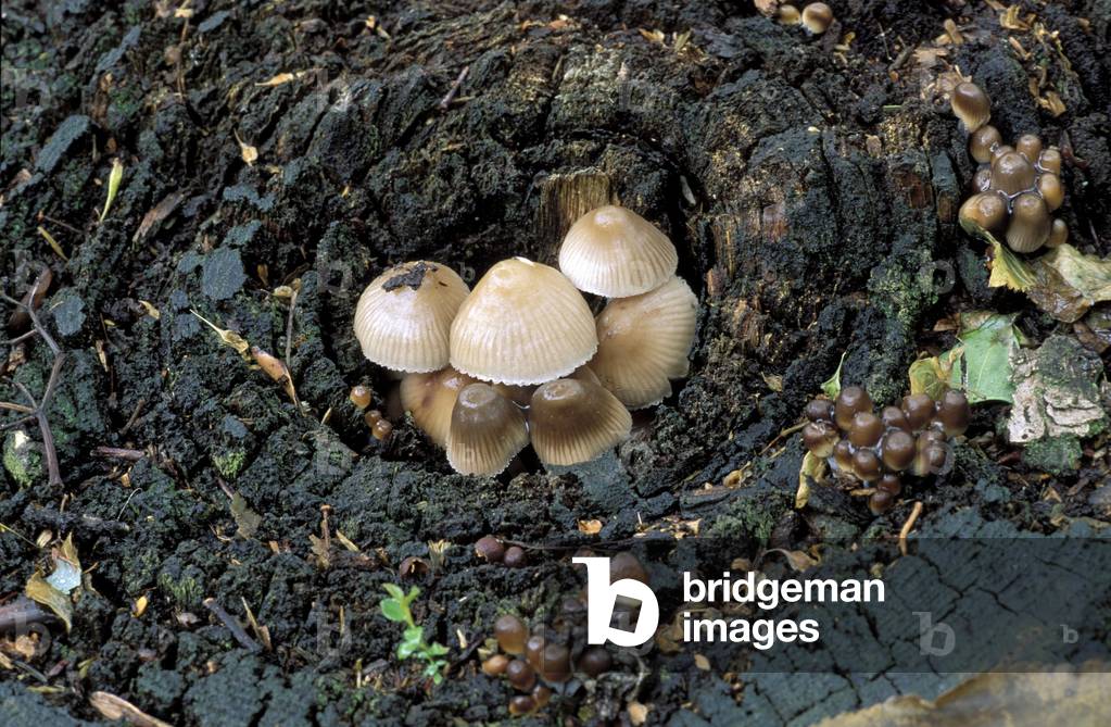 Coprinus Micaceus, Italy