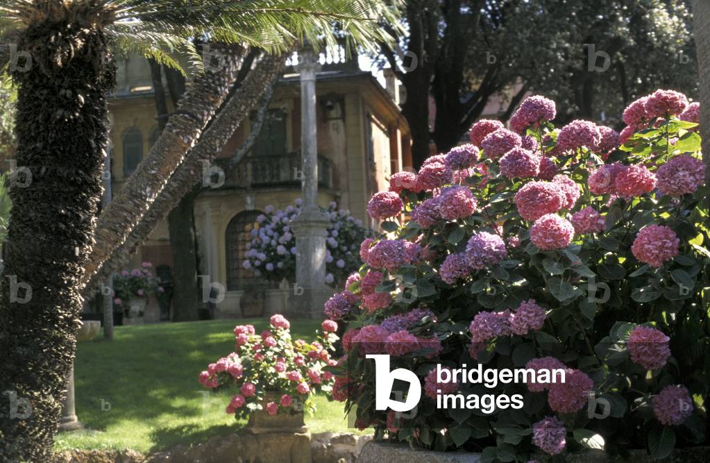Hydrangeas, Durazzo villa, Santa Margherita Ligure, Ligury, Italy