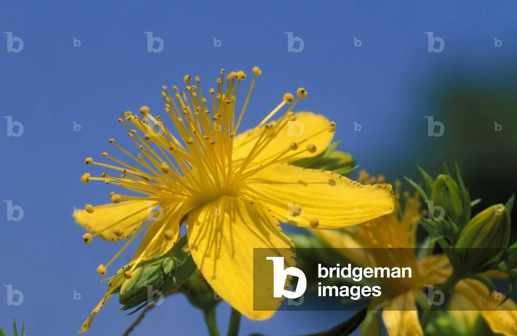 Hypericum Perforatum, Italy
