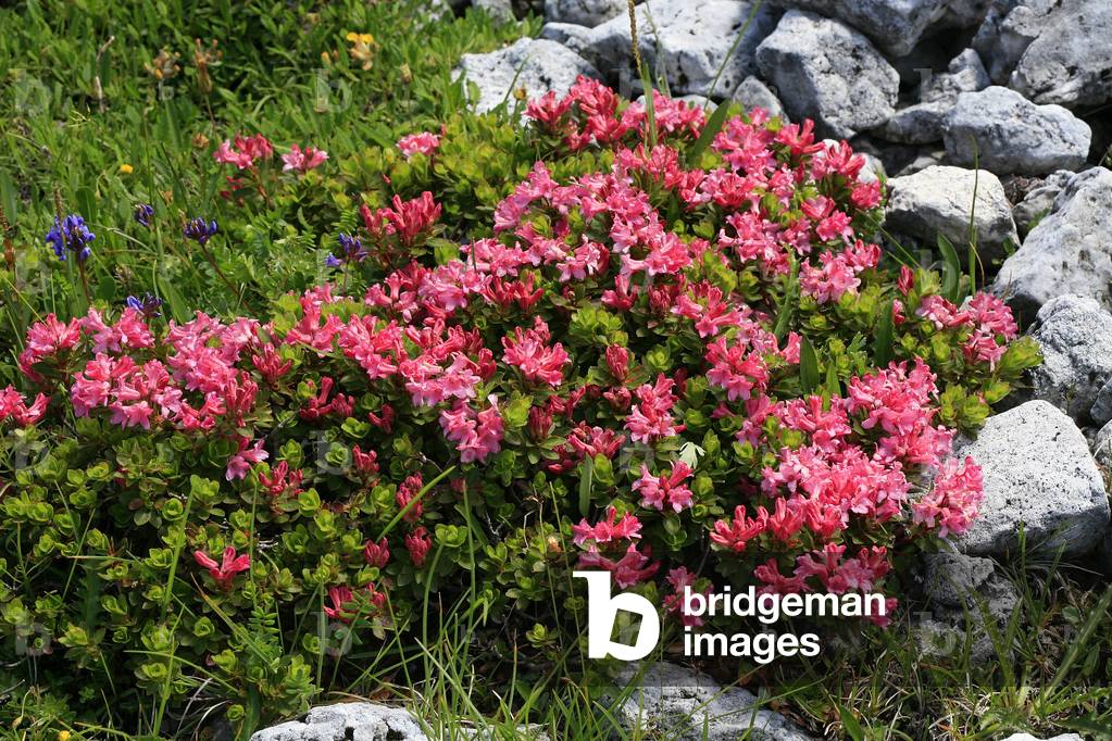 Rhododendron