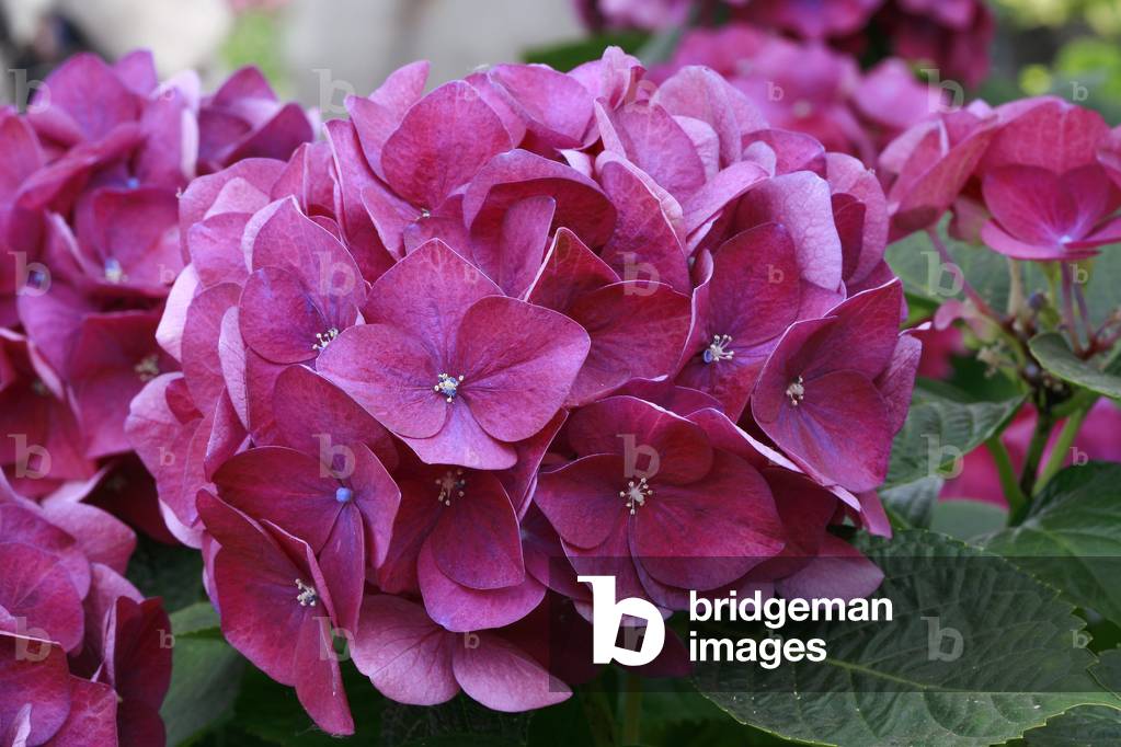 Hydrangea macrophylla Marine