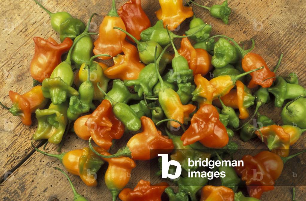 Capsicum Baccatum, Hot pepper, South Italy, Italy