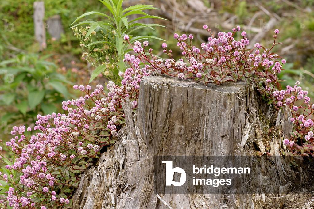 Polygonum capitatum, Italy