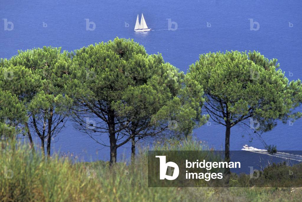 Landscape, Giglio Island, Tuscany, Italy