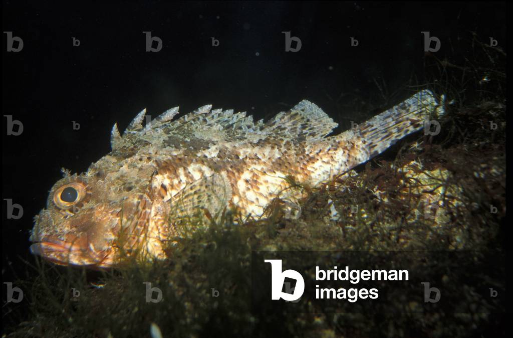 Largescaled scorpionfish, Italy