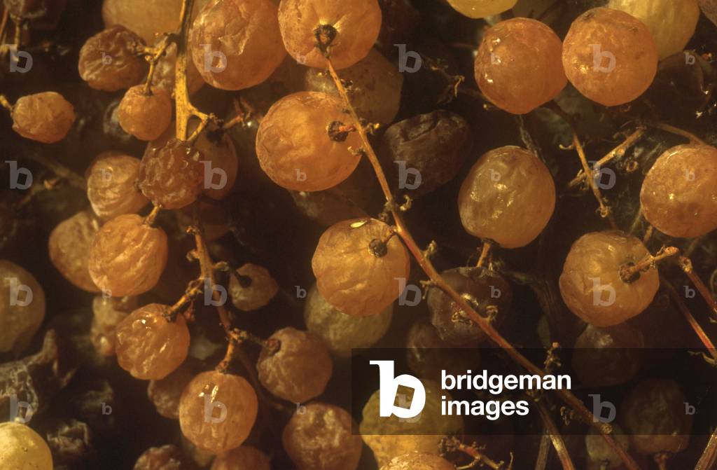 Sciacchetrà white grapes, Cinque Terre, Liguria, Italy