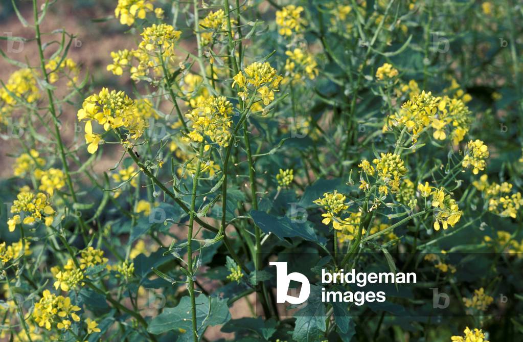 Brassica Hirta