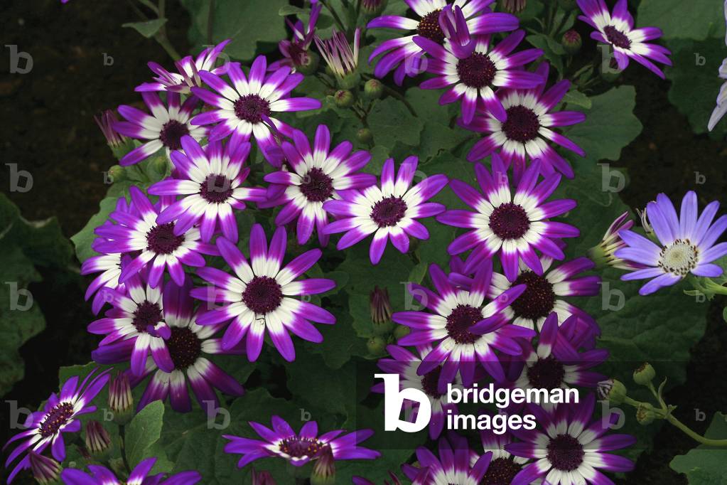 Pericallis hybrid Senetti