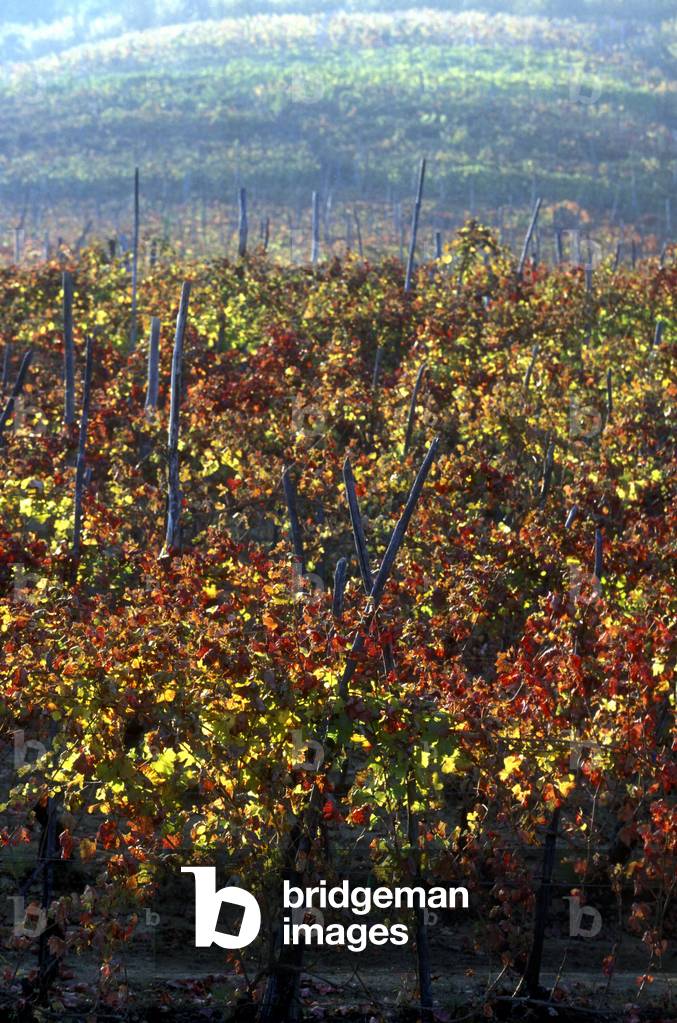 Barolo vineyards, La Morra, Piedmont, Italy.
