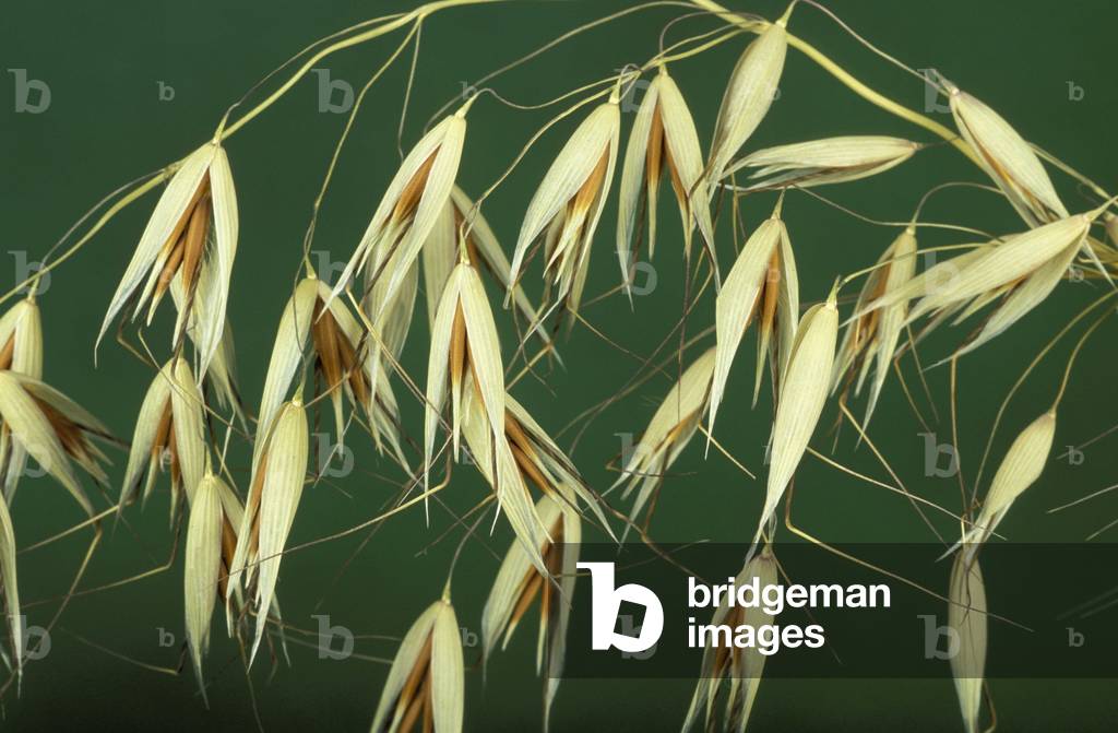 Avena Fatua, Oats, Italy